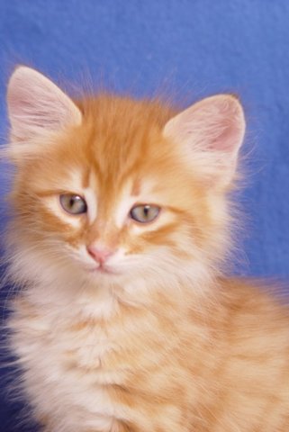 gismo-7wochen.jpg