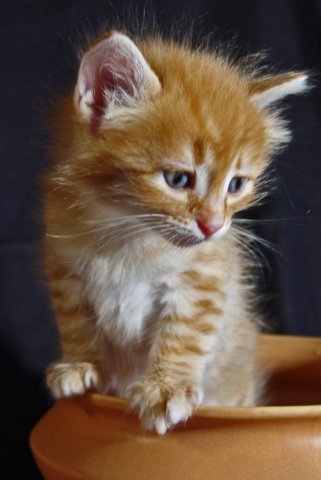 gismo31tage__18_.jpg